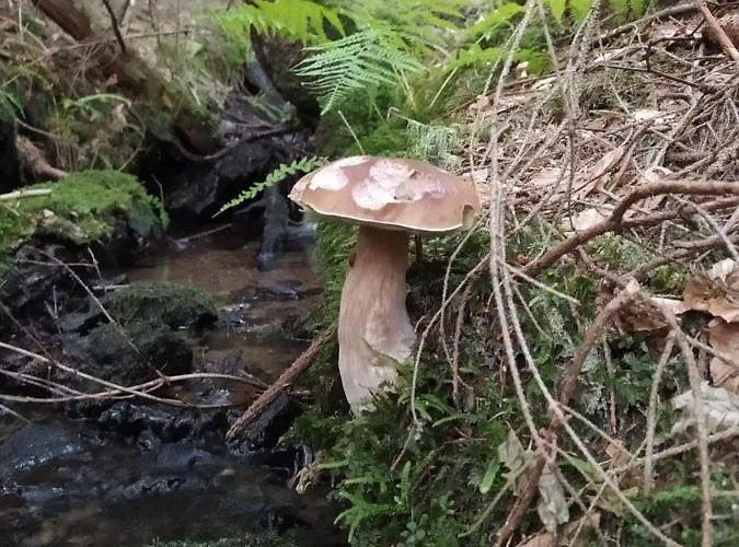 Sosnowa - Dom Z Prywatna Sauna Szklarska Poręba