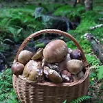 Sosnowa - Dom Z Prywatna Sauna Villa *