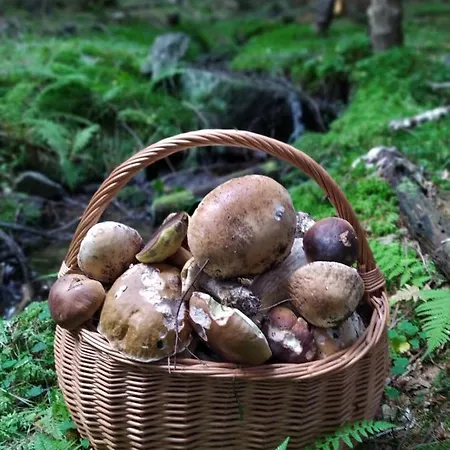 Sosnowa - Dom Z Prywatna Sauna Вилла *