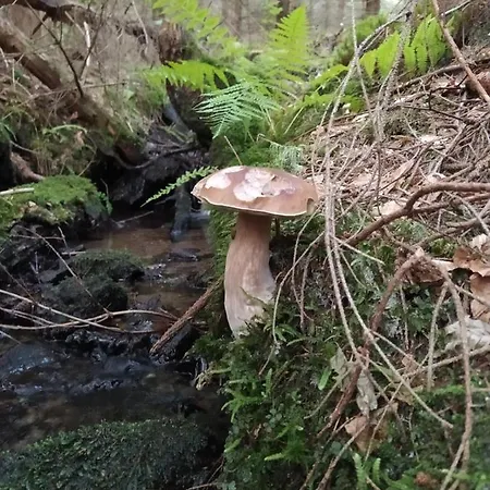 Sosnowa - Dom Z Prywatna Sauna Schreiberhau