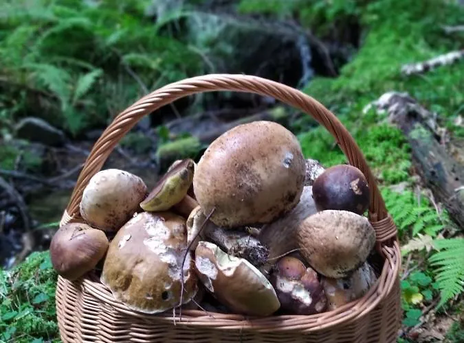 Sosnowa - Dom Z Prywatna Sauna Вилла *